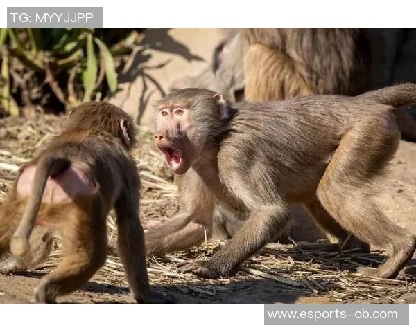 猴王足球:探索猴子们如何在绿茵场上展现出惊人的球技与团队精神 猴王足球:探索猴子们如何在绿茵场上展现出惊人的球技与团队精神